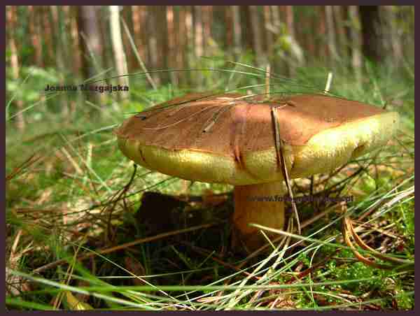  Image name: 169 Porcino.jpg 
 width: 600 pixel 
 height: 452 pixel 
 Size: 22573 bytes 
 Click to enlarge 